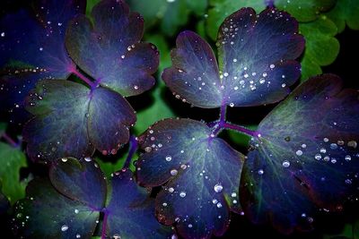 Close-up of water drops on purple flowering plant