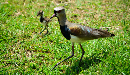 Side view of a bird on field