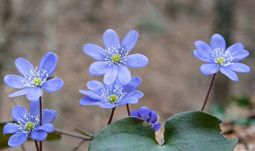 Close-up of purple flowering plant