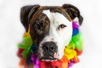 Close-up portrait of an americanstafford dog over white background