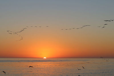 Birds flying over sea during sunset