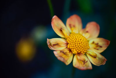 Close-up of yellow flower against blurred background