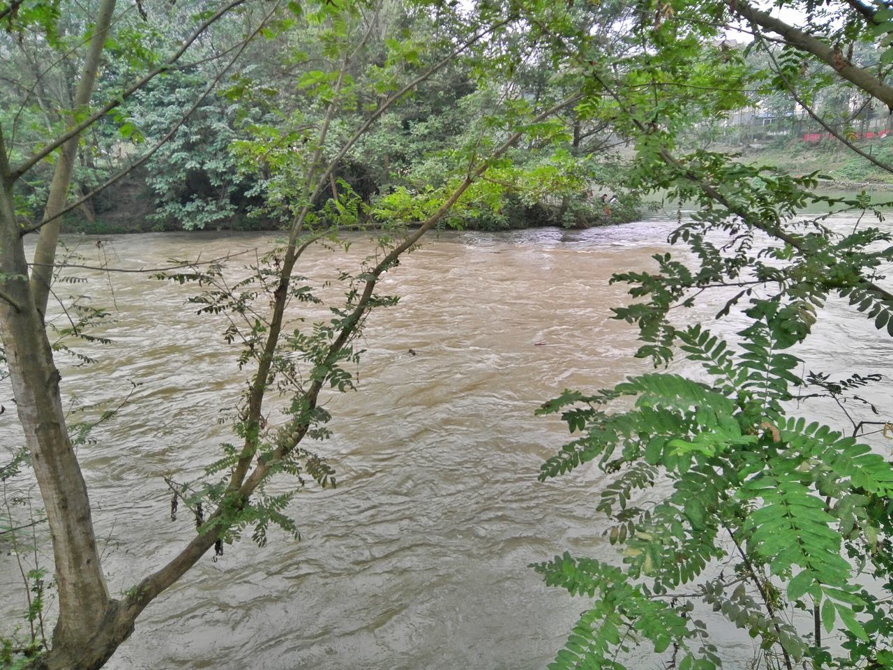 tree, forest, green color, water, tranquil scene, tranquility, nature, scenics, growth, branch, non-urban scene, river, tree trunk, beauty in nature, plant, vacations, day, stream, outdoors, waterfront, flowing water, woodland, no people, riverbank, tourism, wetland, green, remote