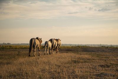 Horses in a field