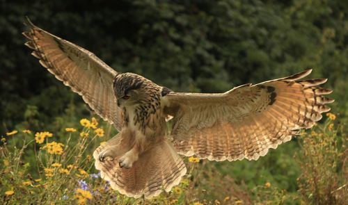 View of owl landing over flowers