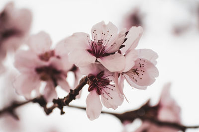 Close-up of pink cherry blossom