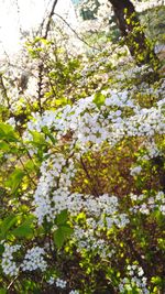 Low angle view of flower tree