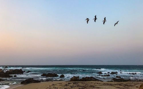 Birds flying over sea against clear sky