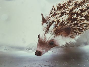 Close-up of hedgehog