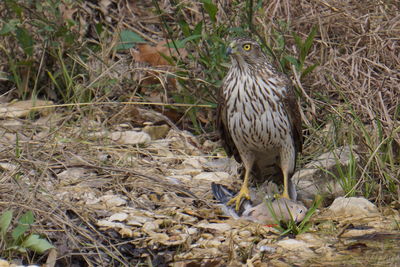 Close-up of owl perching on field