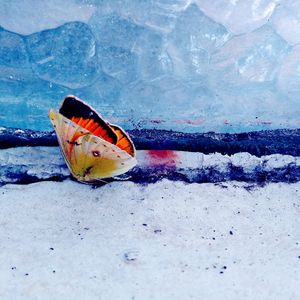 Close-up of butterfly on snow