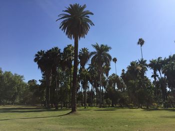 Palm trees against clear blue sky