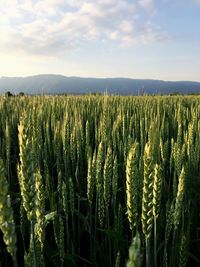 Crops growing on field against sky