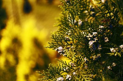 Close-up of flowering plant