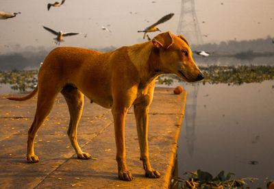 Dogs standing on street