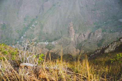 Plants growing on land in forest