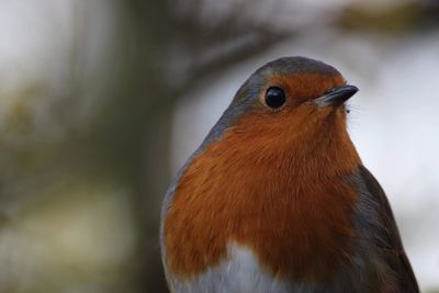 Close-up of bird