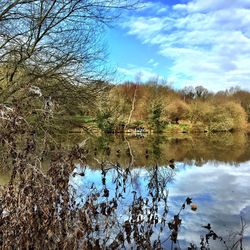 Reflection of trees in water