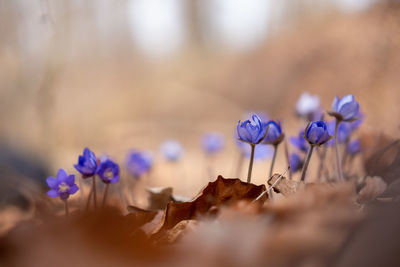 Close-up of purple crocus flowers