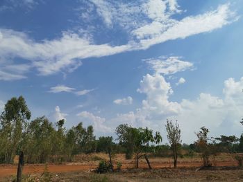 Trees on field against sky