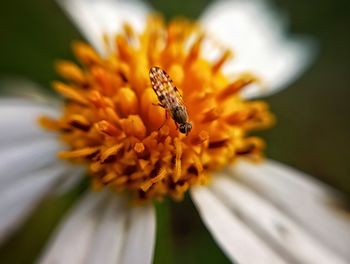 Close-up of insect on flower