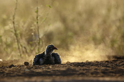 Close-up of bird perching on field