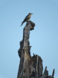 Low angle view of bird perching on tree against clear sky