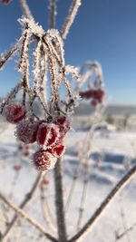 Close-up of frozen plant against sky