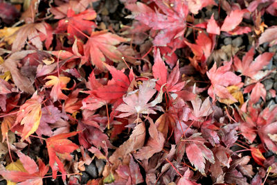 Full frame shot of autumnal leaves