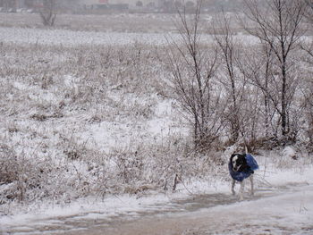 Man riding dog on snow covered field