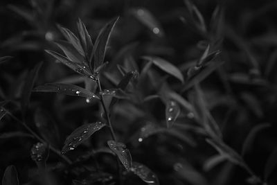 Close-up of wet flower