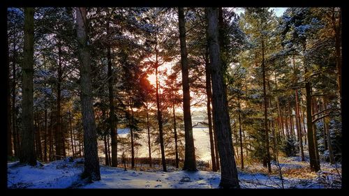 Snow covered trees in forest