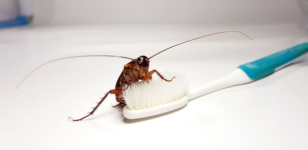 High angle view of insect on white background