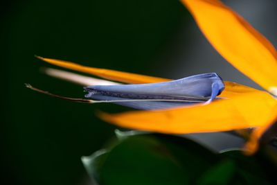 Close-up of day lily blooming outdoors