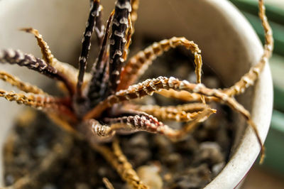 Close-up of plant against blurred background