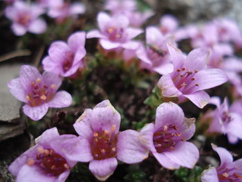 Close-up of pink flowers