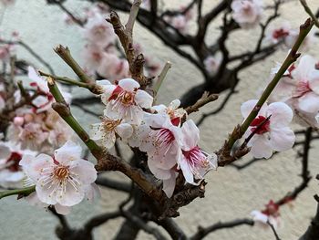 Close-up of cherry blossoms in spring