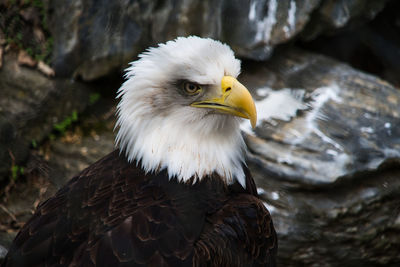 Close-up of eagle perching on rock