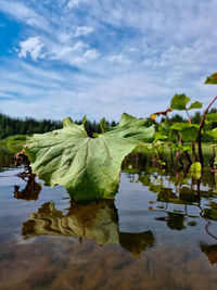 Water lily in lake against sky