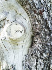 Close-up of tree trunk