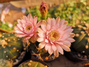 Close-up of pink flowering plant