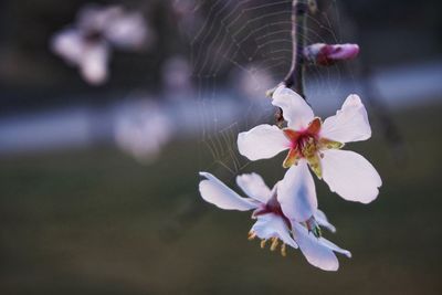 Close-up of cherry blossoms