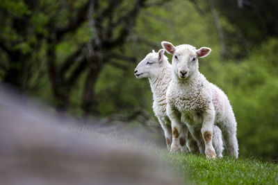 Portrait of an animal on field