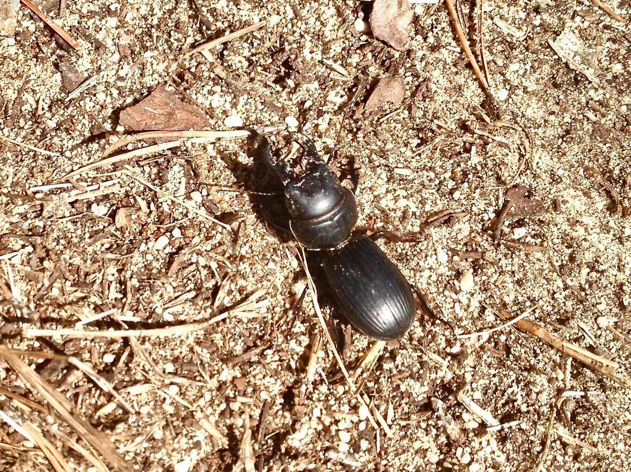 CLOSE-UP OF INSECT ON THE GROUND