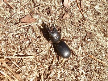 High angle view of insect on field