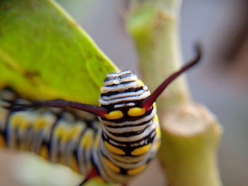 Close-up of insect on leaf