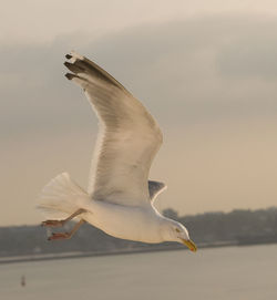 Close-up of seagull flying over sea against sky