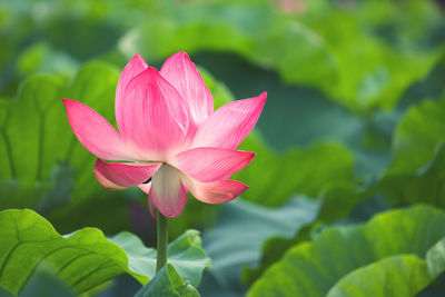 Close-up of pink lotus water lily in pond