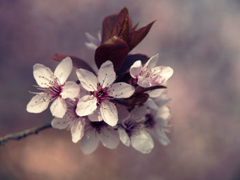 Close-up of flower tree