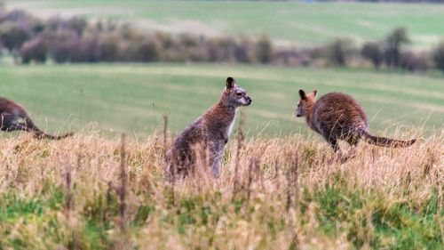 Wallabies in a field